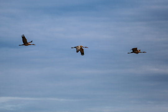 Three Sandhill cranes in flight, Creamer's Field Migratory Waterfowl Refuge, Fairbanks, Alaska
