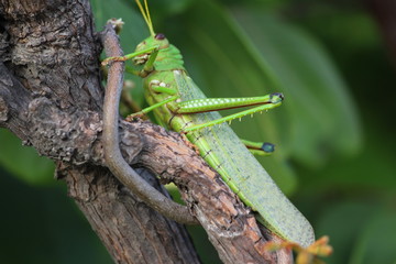 gafanhoto