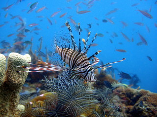 Lionfish at Coron