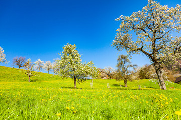 view of amazing meadow in the springtime