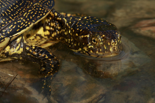 European pond terrapin (Emys orbicularis) in water, The Peloponnese, Greece, May 2009