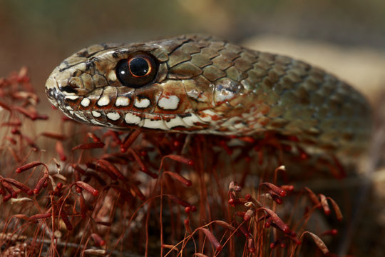 Balkan whip snake (Hierophis gemonensis) head portrait, The Peloponnese, Greece, May 2009