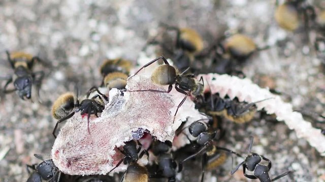 Formigas comendo lagartixa.