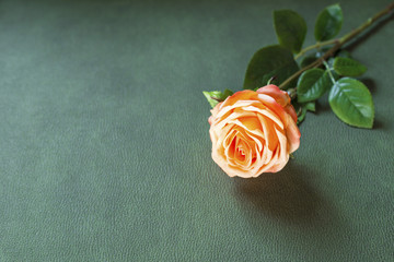 Close up of orange rose on green background.