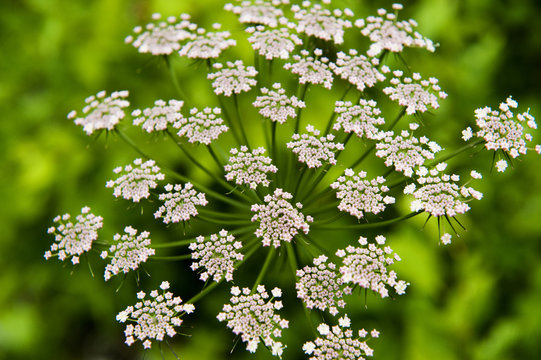Alpine lovage (Ligusticum mutellina) flower head, Triglav National Park, Slovenia, June 2009