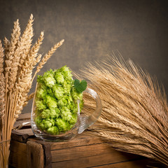 Hop cones in the glass with barley and wheat