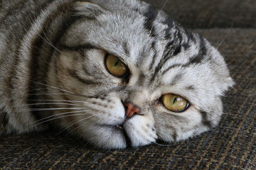 Portrait of a beautiful purebred housecat / British Shorthair kitten