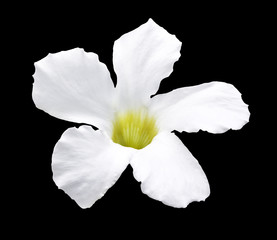 Naklejka na ściany i meble White flower isolated