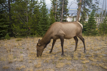 Naklejka na ściany i meble Female Moose 
