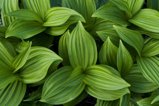 Fototapeta False hellebores (Veratrum sp) Triglav National Park, Julian Alps, Slovenia, July 2009