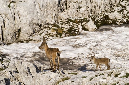 Ibex (Capra ibex) female with young, Triglav National Park, Julian Alps, Slovenia, July 2009