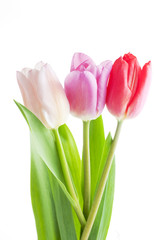 colorful tulips on a white background