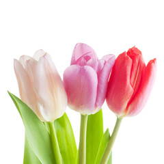 colorful tulips on a white background