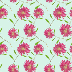 Aster , Michaelmas daisy. Seamless pattern texture of pressed dr