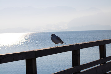 möven, möwe, möwen, gmunden, vögel, wasservogel, ös