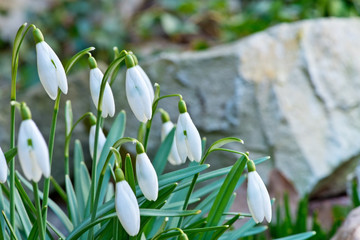 Detail of snowdrops in the garden in the sprintime