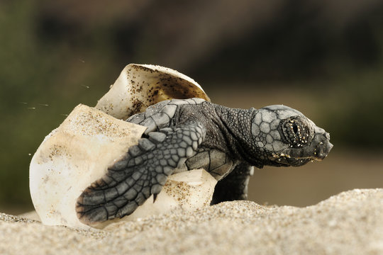 Loggerhead turtle (Caretta caretta) hatching, Dalyan Delta, Turkey, July 2009 