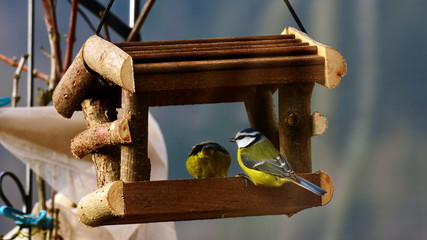 Meisen im Vogelhäuschen