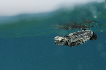Newly hatched Loggerhead turtle (Caretta caretta) with its front flippers pressed tight to the marginal scutes of its carapace to avoid predation, Dalyan Delta, Turkey, August 2009