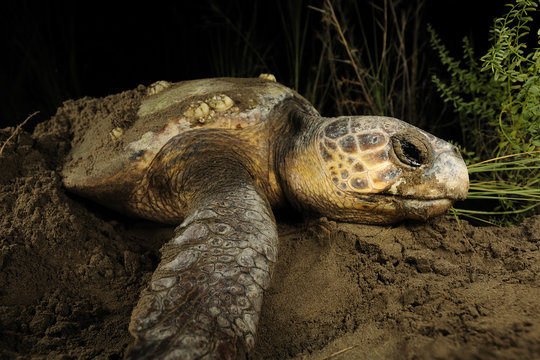 Female Loggerhead turtle (Caretta caretta) crawling up beach in search of spot to lay eggs, Dalyan Delta, Turkey, August 2009
