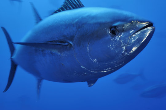 Atlantic bluefin tuna (Thunnus thynnus) portrait, captive, Malta, Mediteranean, May 2009  WWE BOOK