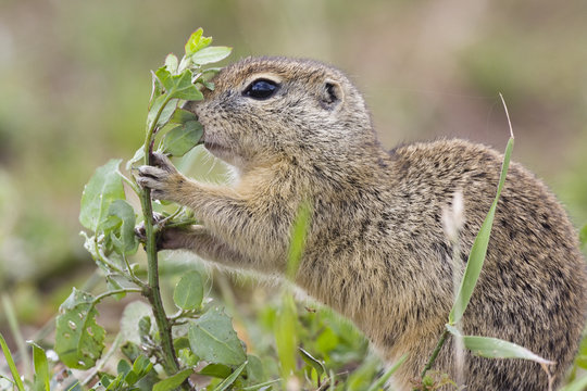 European souslik (Spermophilus citellus) feeding, Slovakia, June 2008 Wild Wonders kids book.