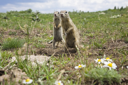 Two European sousliks (Spermophilus citellus) standing alert, Slovakia, June 2008