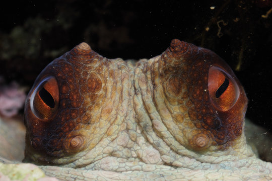 Common octopus (Octopus vulgaris) close-up of eyes, Malta, Mediteranean, May 2009. WWE INDOOR EXHIBITION Wild Wonders kids book.