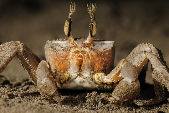 Ghost crab (Ocypode cursor) foraging for prey on beach at low tide (predator of the turtle hatchlings), Dalyan Delta, Turkey, July 2009