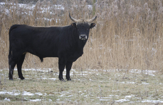 Domestic Heck cattle (Bos taurus), auroch relative, in winter, Oostvardersplassen Nature Reserve, part of European Rewilding Area Network, The Netherlands