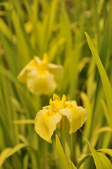 Obraz premium Iris_花菖蒲(4)