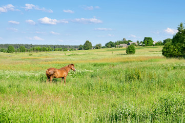 Naklejka na ściany i meble Rural bright landscape with horse in meadow.