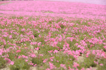 Moss Phlox_シバザクラ(3)