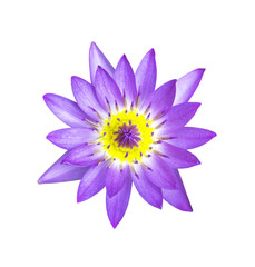 Magenta lotus flower isolated