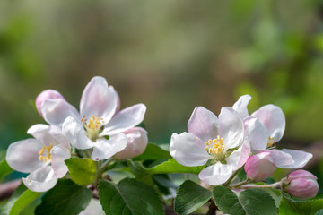 Beautiful blooming apple tree in spring