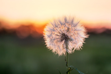 Fototapeta na wymiar Dandelion seeds in the morning sunlight