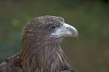 Golden eagle or Aquila chrysaetos