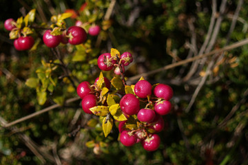Pink calafate berries