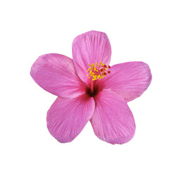 Fototapeta na wymiar Pink hibiscus on white