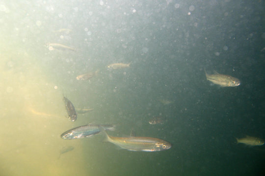cavedano pesce di fiume risalita panaro modena italia