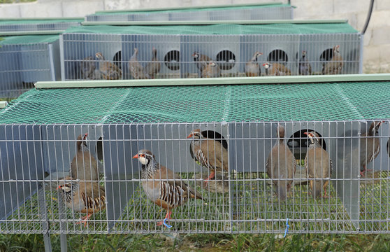 Red legged partridge (Alectoris rufa) farmed for reintroductions into rewilding area, Portugal