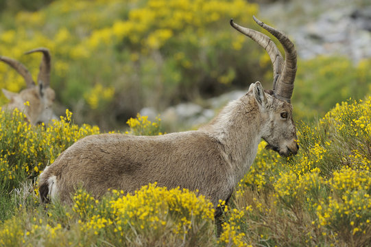 Spanish ibex (Capra pyrenaica) grazing on vegetation in Pena de Francia Reserve, Sierra de Gata, Salamanca district, Castilla y Leon, Spain