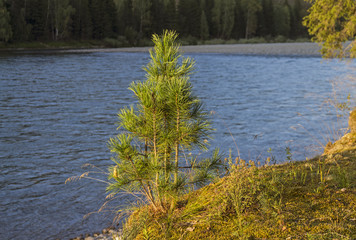 Little stone pine on the water background. Altai Mountains, Russ