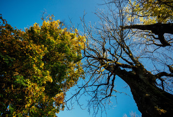 The big trees