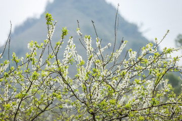 Plum flowers at Moc chau town