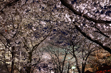 Illuminated cherry blossom, Kyoto Japan
桜ライトアップ　京都
