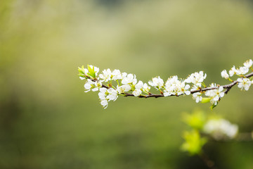 Obraz premium Plum flowers at Moc chau town