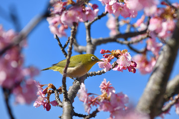 河津桜とメジロ