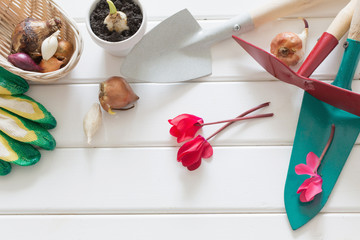 gardening scoop with  flowers plant on wooden background
