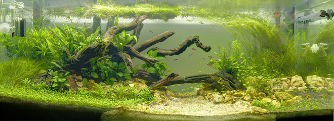 Aquarium d'eau douce